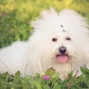 بلوگنس