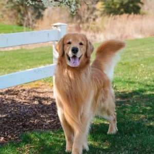 گلدن رتریور (Golden Retrieve