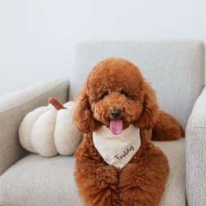 پودل مینیاتور