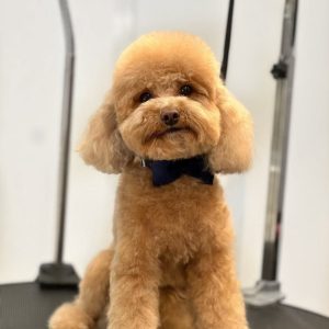 پودل مینیاتور