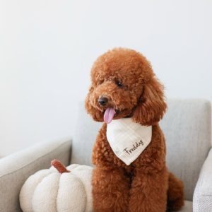 پودل مینیاتور