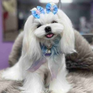 سگ مالتیز (Maltese)