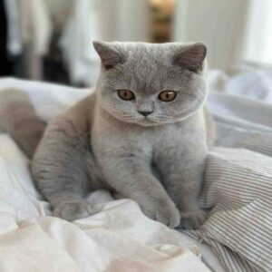 گربه بریتیش شورت‌ هیر