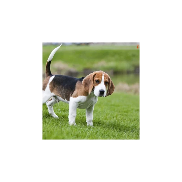 بیگل