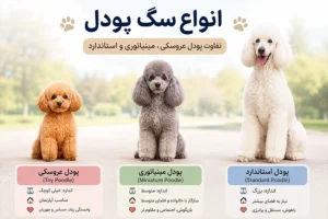 انواع سگ پودل