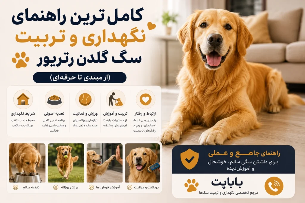 تربیت سگ گلدن رتریور