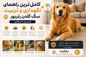 تربیت سگ گلدن رتریور