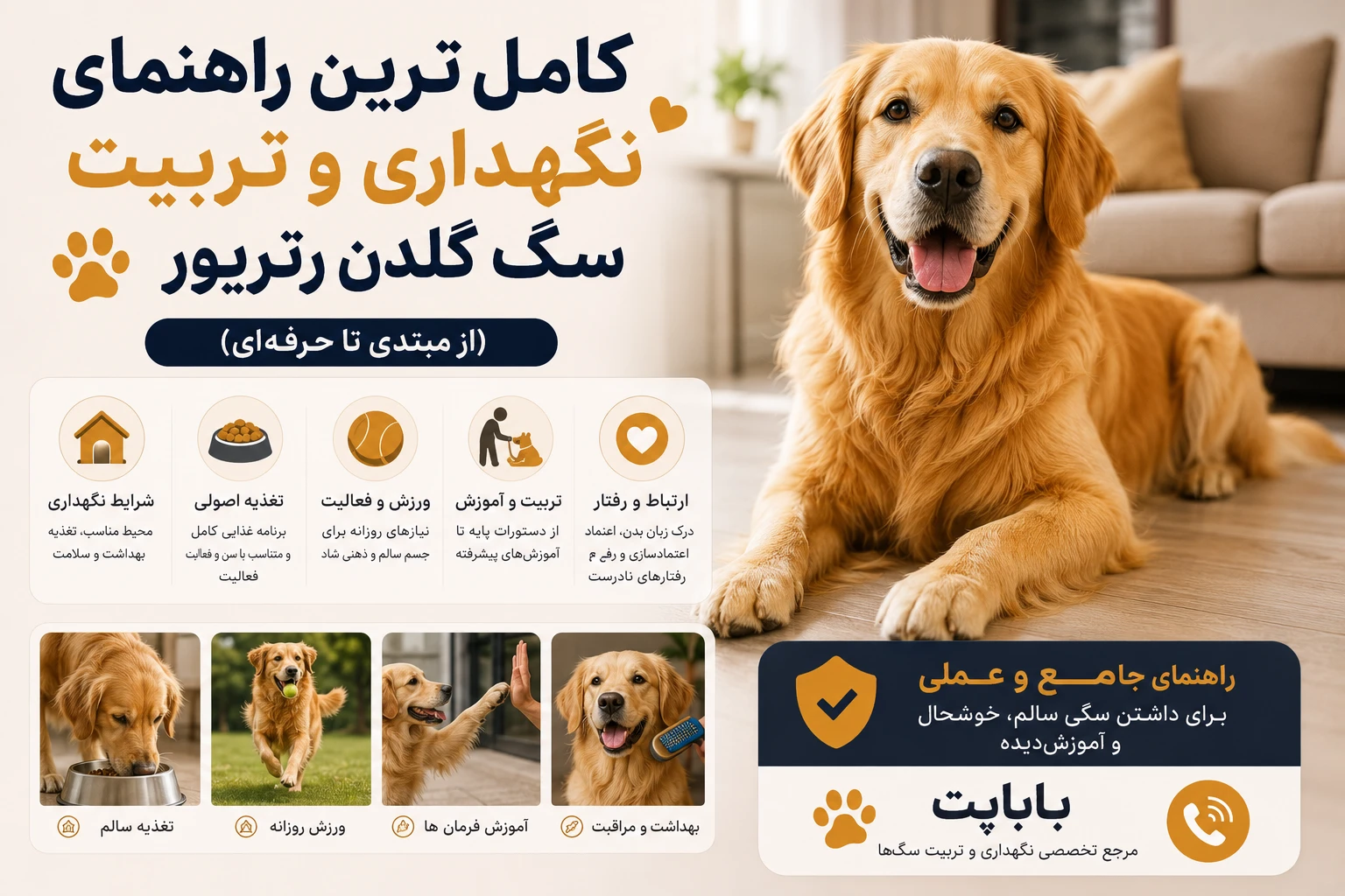 تربیت سگ گلدن رتریور