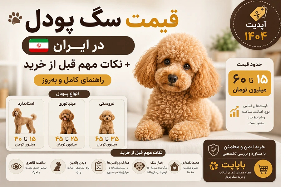 قیمت سگ پودل در ایران + نکات مهم قبل از خرید (راهنمای کامل و بهروز)