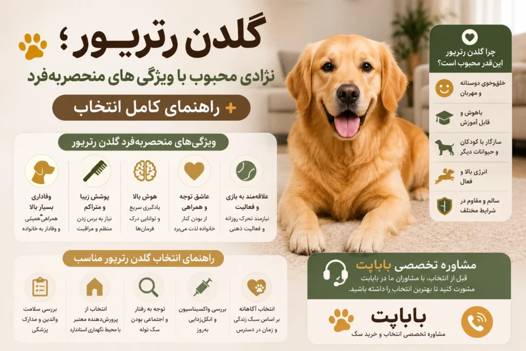 گلدن رتریور