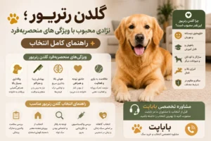 گلدن رتریور