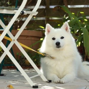 سگ جاپانیز اسپیتز