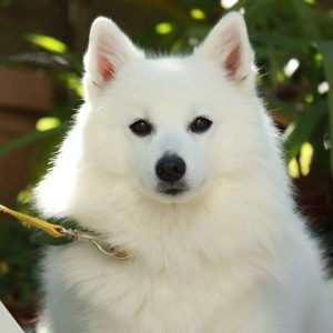 سگ جاپانیز اسپیتز