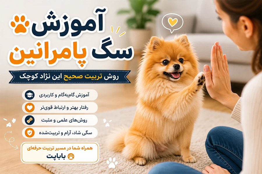آموزش سگ پامرانین