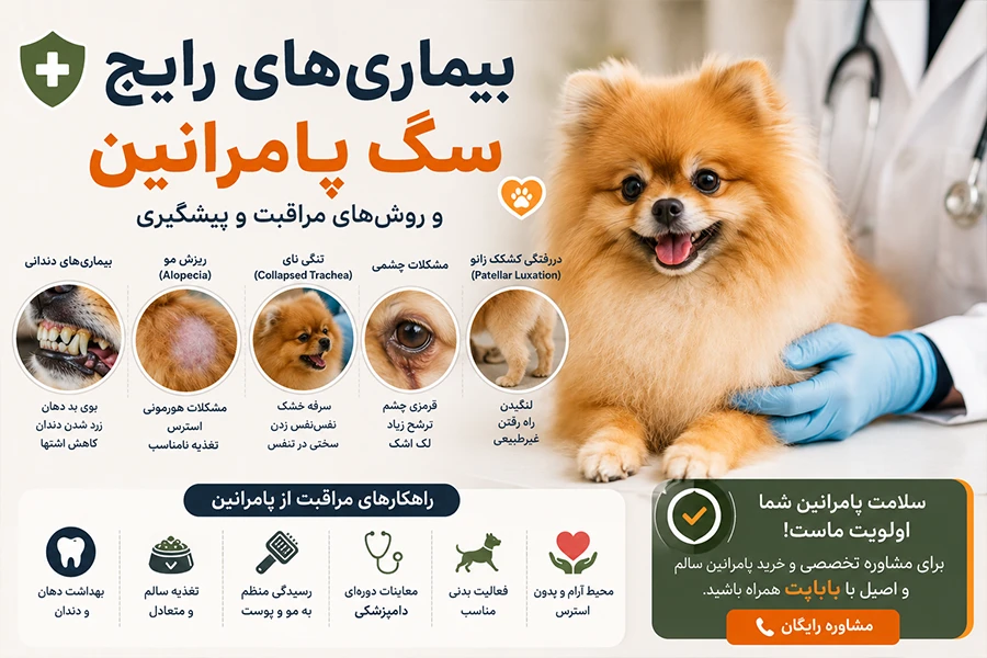 بیماری های رایج سگ پامرانین