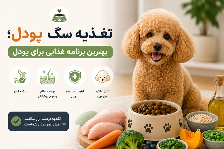 تغذیه سگ پودل