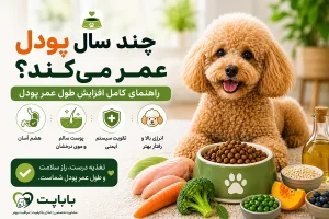 طول عمر سگ پودل