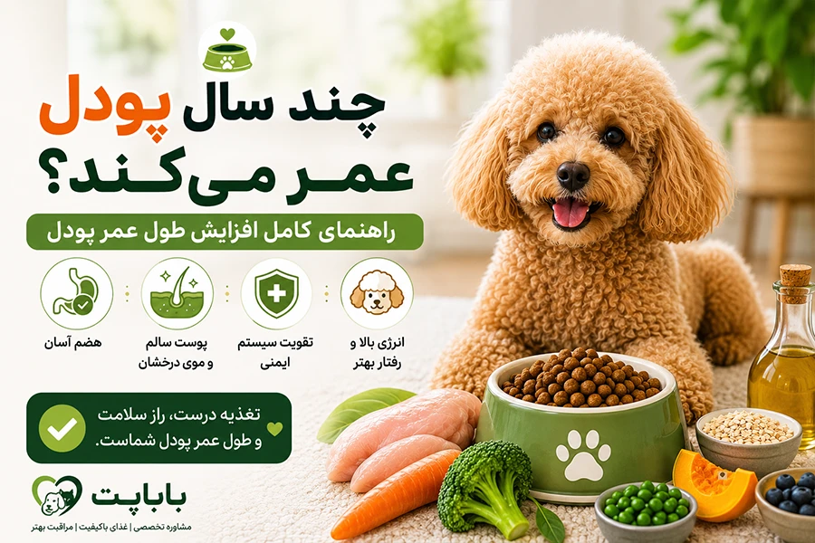 طول عمر سگ پودل