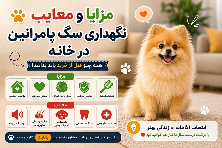 مزایا و معایب سگ پامرانین