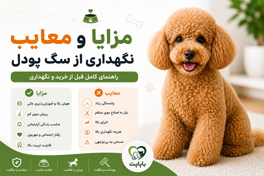 مزایا و معایب سگ پودل
