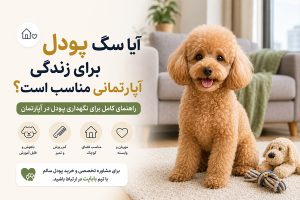 نیازهای ضروری پودل در آپارتمان