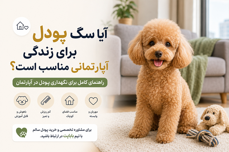 نیازهای ضروری پودل در آپارتمان