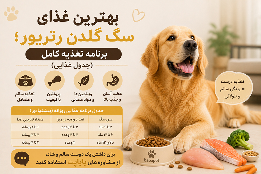راهنمای خرید سگ گلدن رتریور؛ نکات مهم قبل از خرید