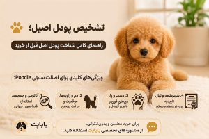 تشخیص پودل اصیل
