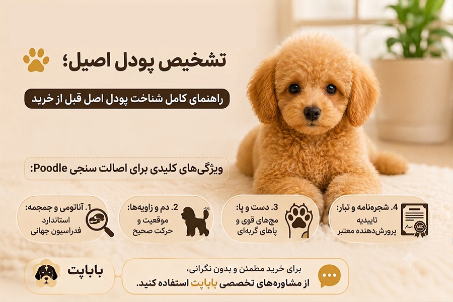 تشخیص پودل اصیل