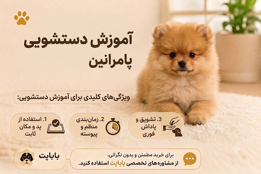 آموزش دستشویی پامرانین خرسی
