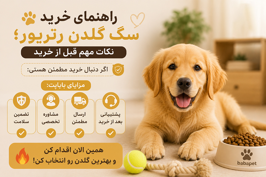 راهنمای خرید سگ گلدن