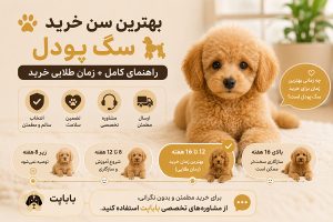 بهترین سن خرید سگ پودل