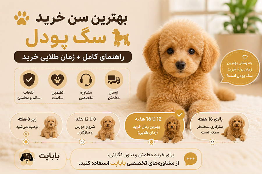 بهترین سن خرید سگ پودل