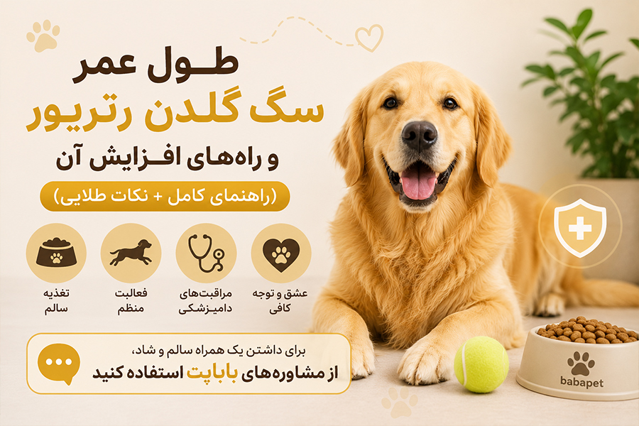 🐶 طول عمر سگ گلدن رتریور و راه‌های افزایش آن (راهنمای کامل + نکات طلایی)