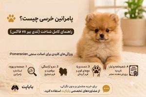 پامرانین خرسی