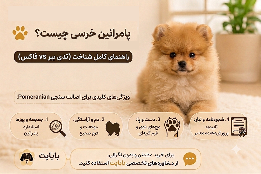 پامرانین خرسی