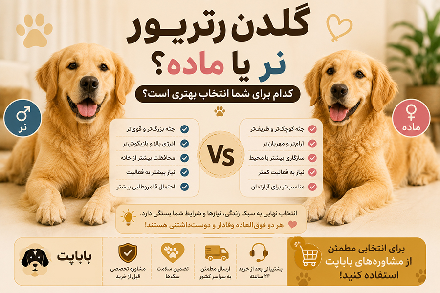 گلدن نر یا ماده