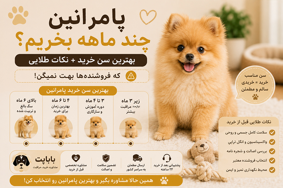 پامرانین چندماهه بخریم ؟