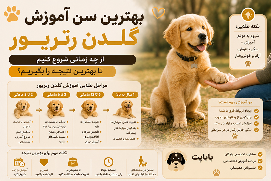 سن آموزش سگ گلدن رتریور