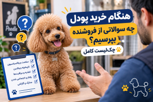 هنگام خرید پودل چه سوالاتی از فروشنده بپرسیم؟ چک‌لیست کامل