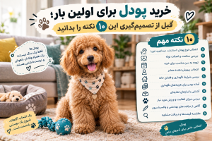 🐩 خرید پودل برای اولین بار؛ قبل از تصمیم‌گیری این ۱۰ نکته را بدانید