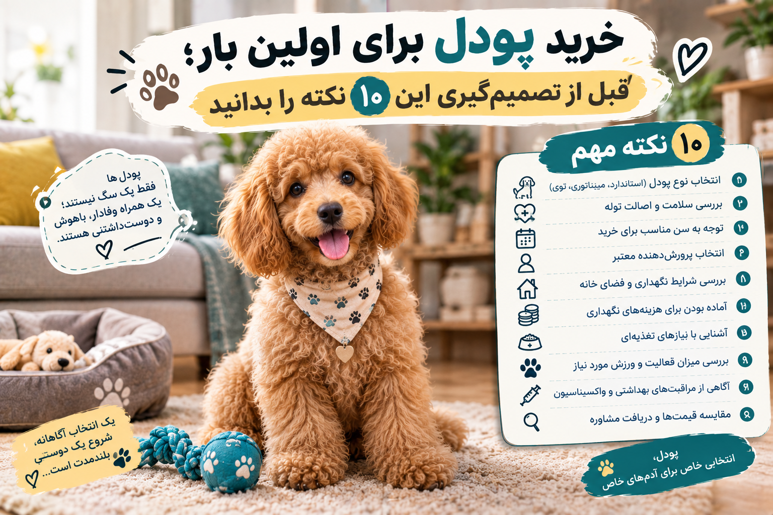 🐩 خرید پودل برای اولین بار؛ قبل از تصمیم‌گیری این ۱۰ نکته را بدانید