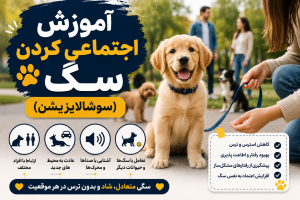 آموزش اجتماعی کردن سگ (سوشالایزیشن)