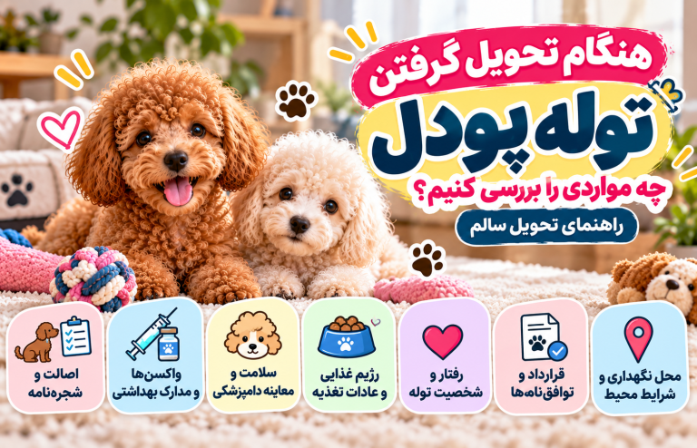 🐩 هنگام تحویل گرفتن توله پودل چه مواردی را بررسی کنیم؟ راهنمای تحویل سالم